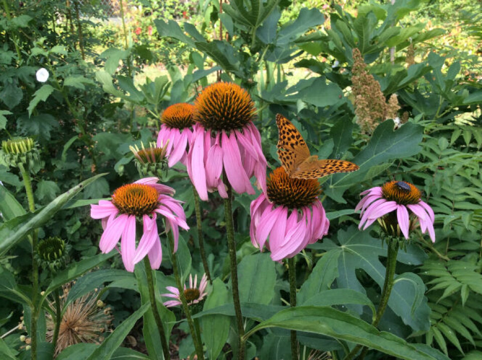 Echinacea flowers