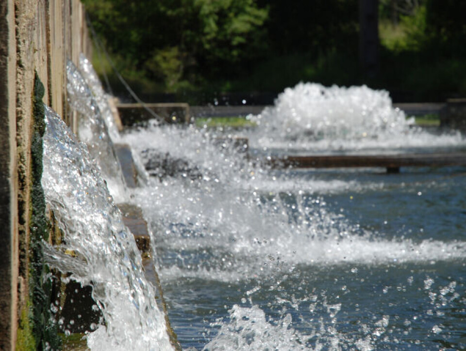 Trout farm