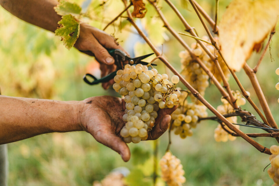 An image of a bunch of grapes being picked from the vine