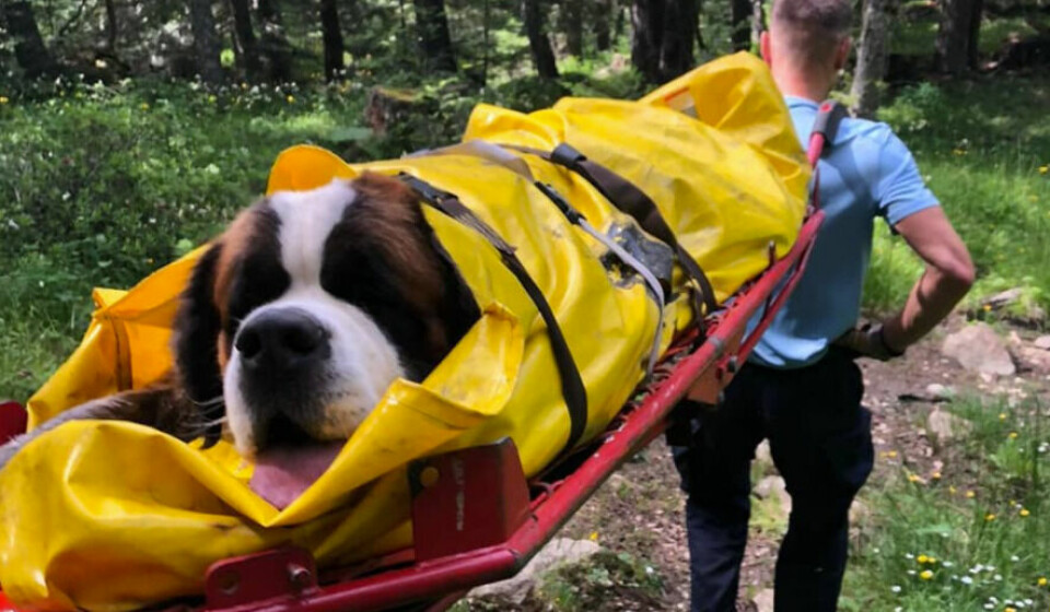 Saint-Bernard dog O'neill is rescued from the mountain on a stretcher. Role reversal as Saint-Bernard dog needs rescue after fall in Pyrénées