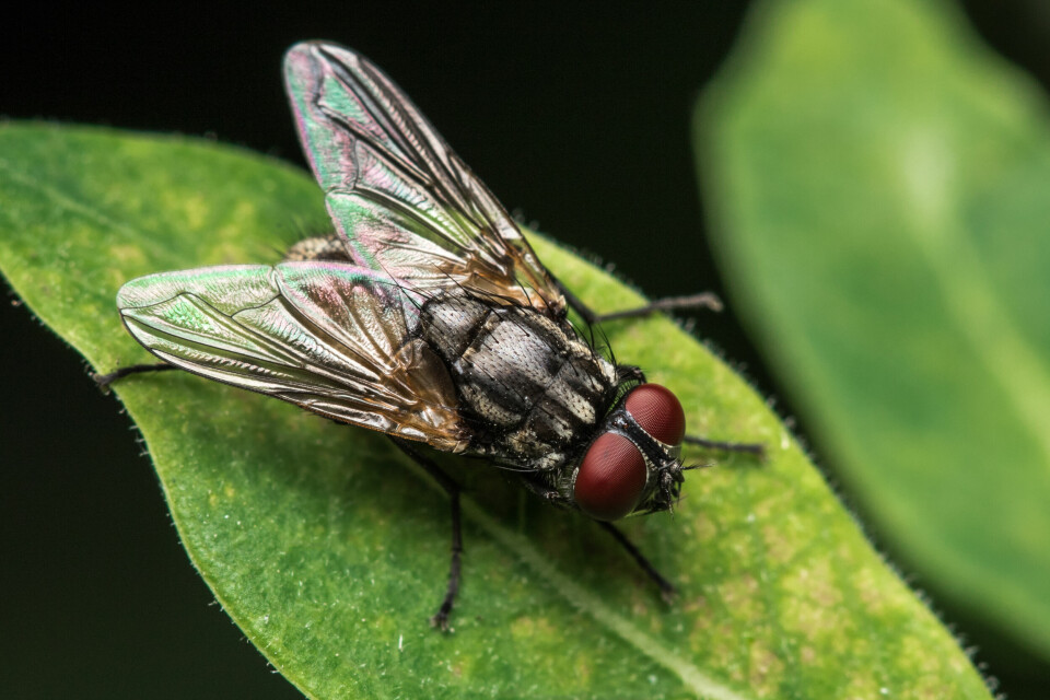 An image of a fly