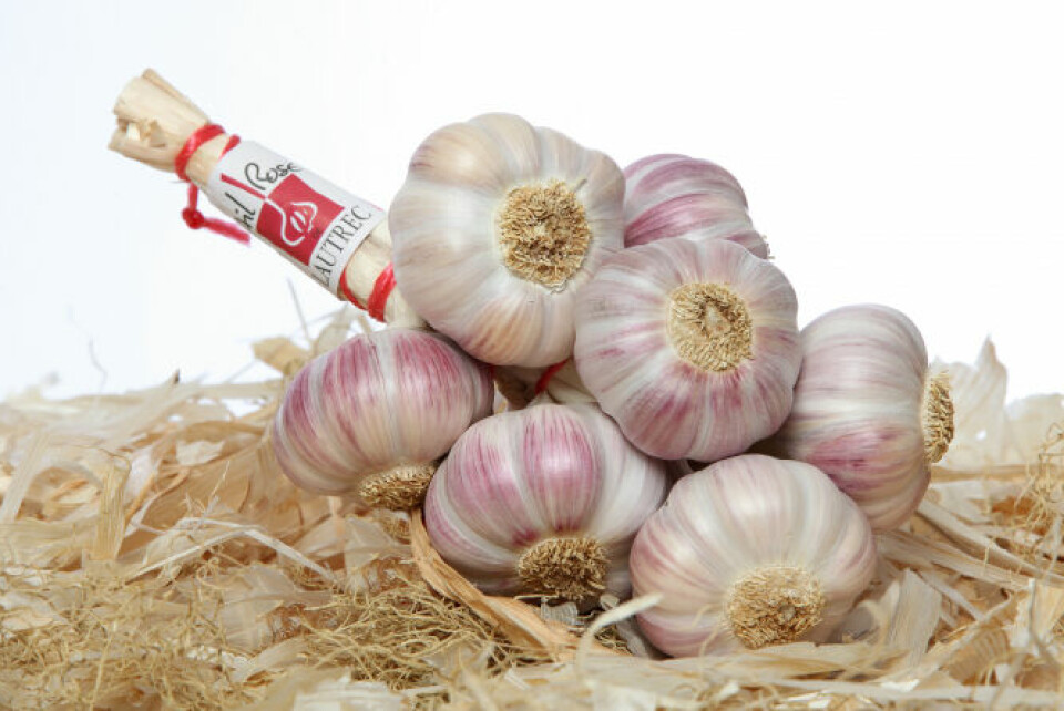 Pink garlic