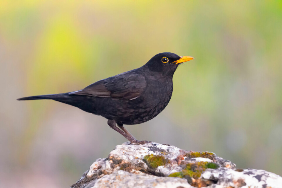 Common blackbird perched on a rock