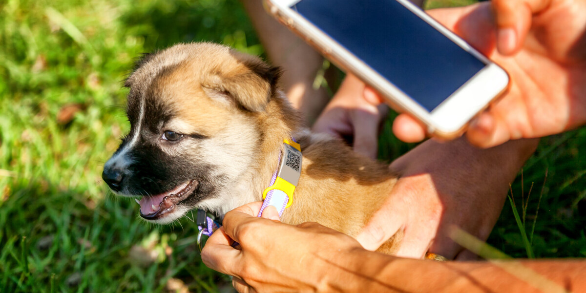 What is i-cad? France’s pet database explained