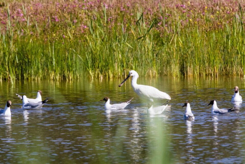 Migratory birds in Baie de Somme. French environmental activist condemns duck decoy hunting practice