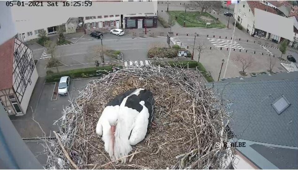 Screenshot / Sarralbe mairie webcam