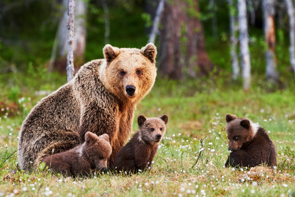 Bear with three cubs. Wild mountain bear gives birth to three cubs in south-west France
