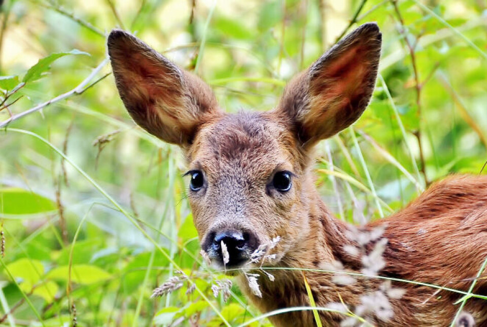 Roe deer