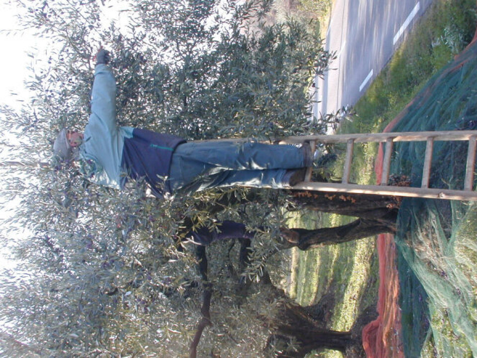 Harvesting olives