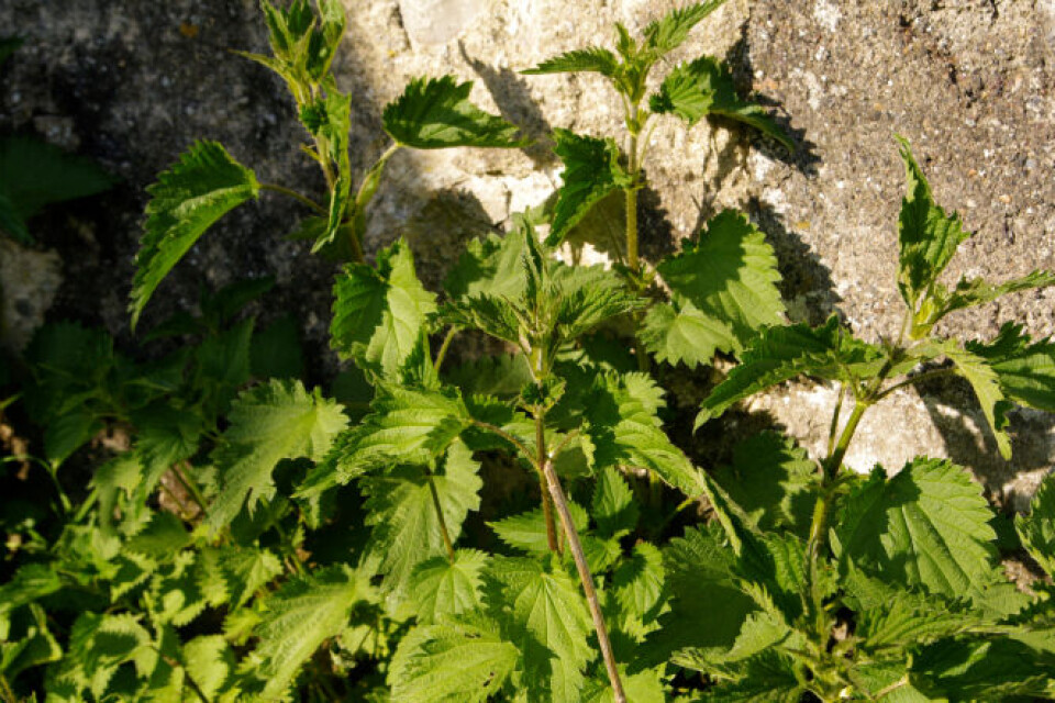 Spring nettle shoots