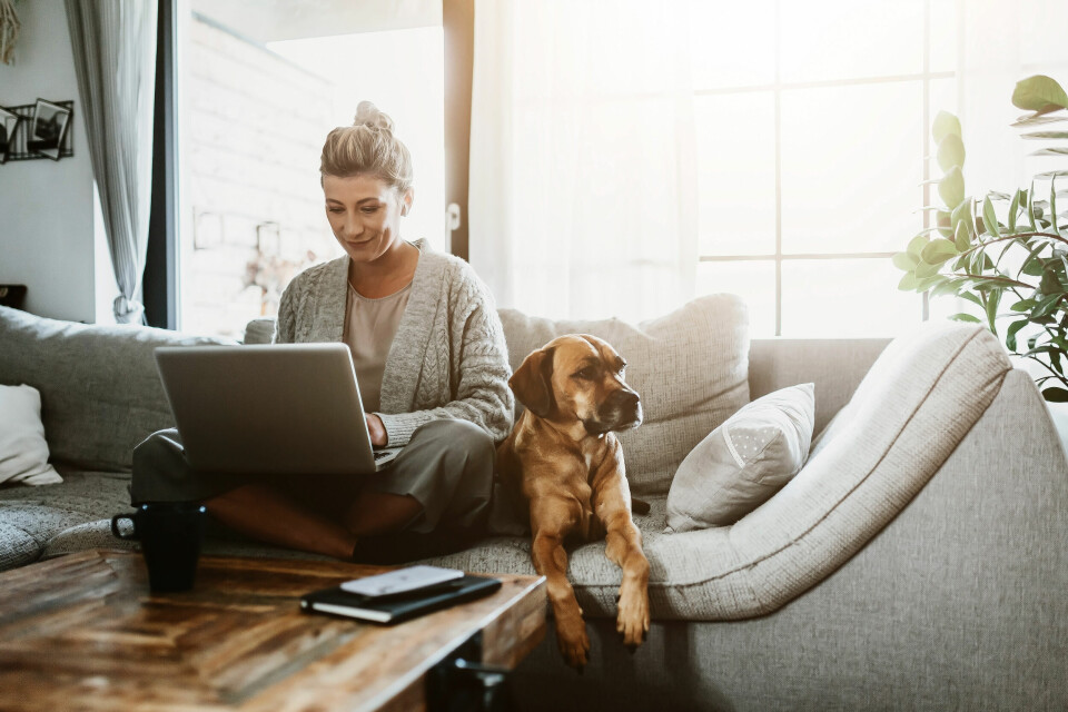 A woman sitting on a sofa at home working on a laptop, with a dog next to her