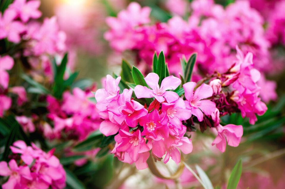 Blooming pink oleander flowers in a garden. Warning in France over poisonous plants in shops and in the wild