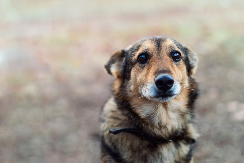 gostua / Shutterstock A dog looking sad