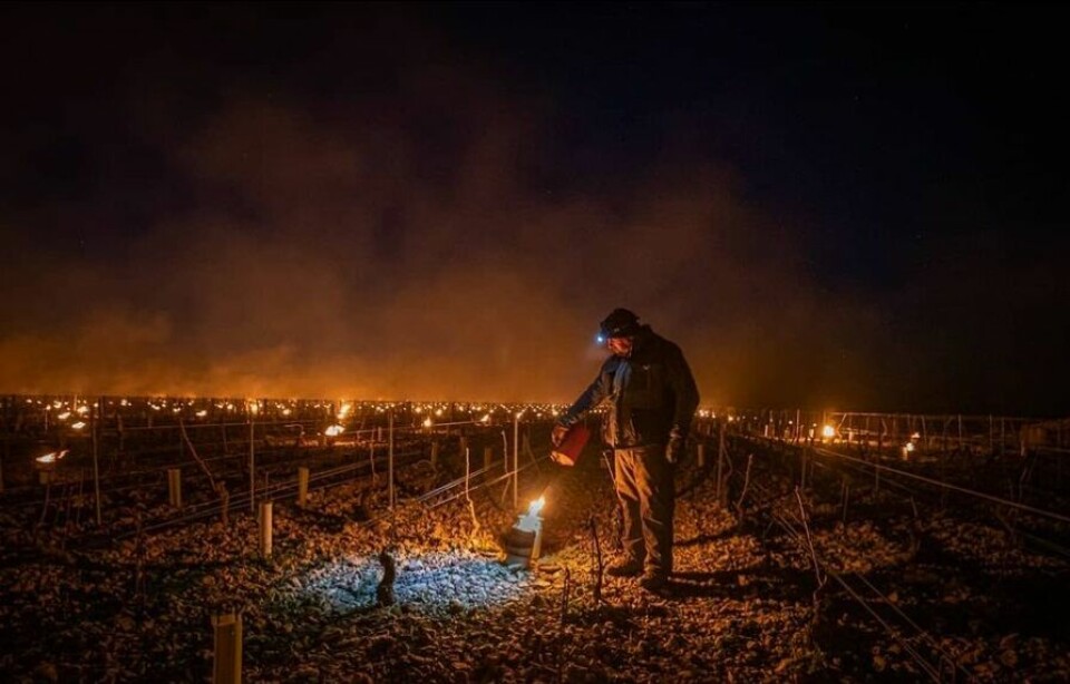 Freezing vines in France. French winemakers use fire and tea to protect vines amid record cold