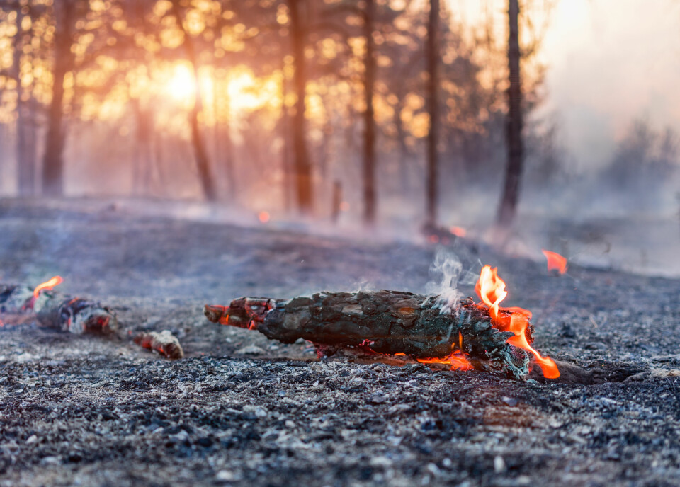 An image of a burning branch on a forest floor