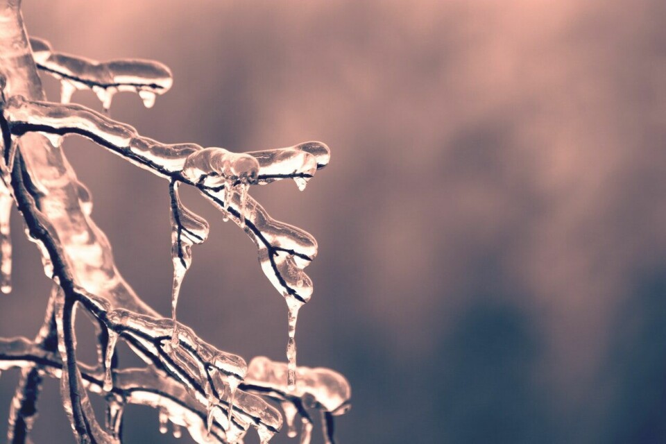 An icy branch in sunshine. Heavy rain and low temperatures predicted for the days ahead