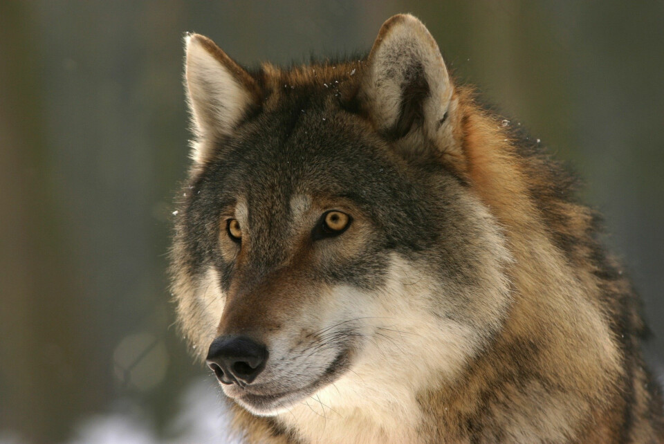 A wolf. Wolf identified in southeast Vienne is first in a century