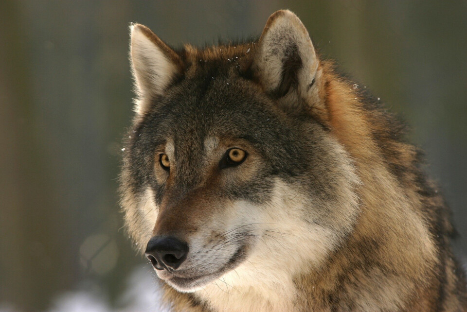 Next is nicer-K-R7 / Shutterstock A wolf. Wolf identified in southeast Vienne is first in a century