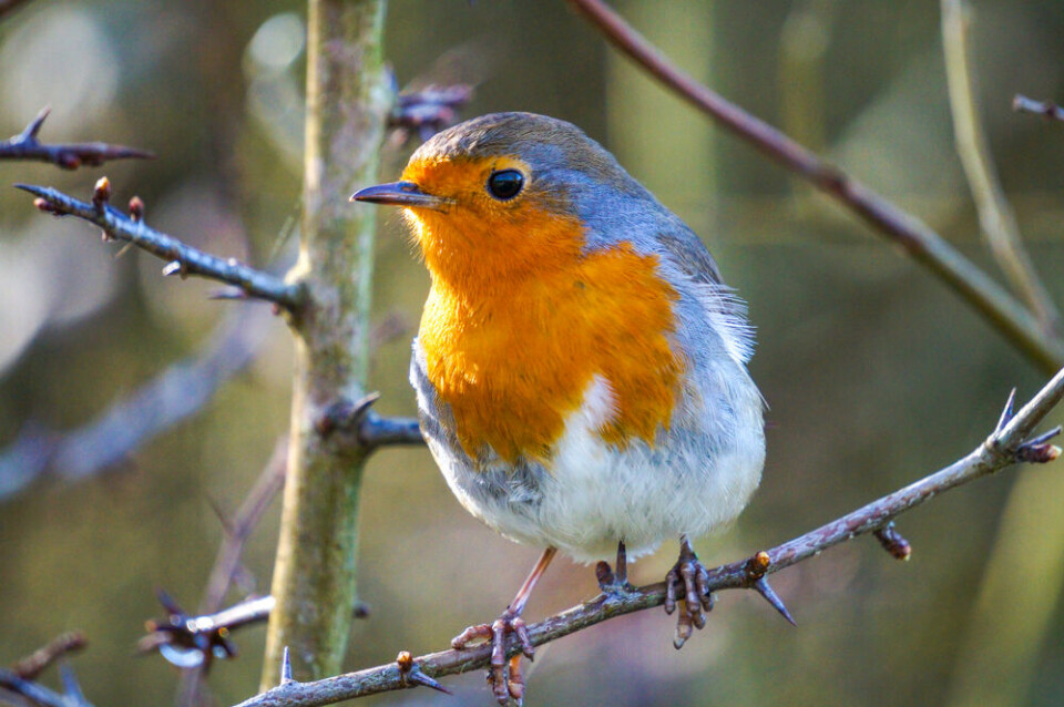 Robin on a branch. France changes laws to make glue trap hunting for birds illegal