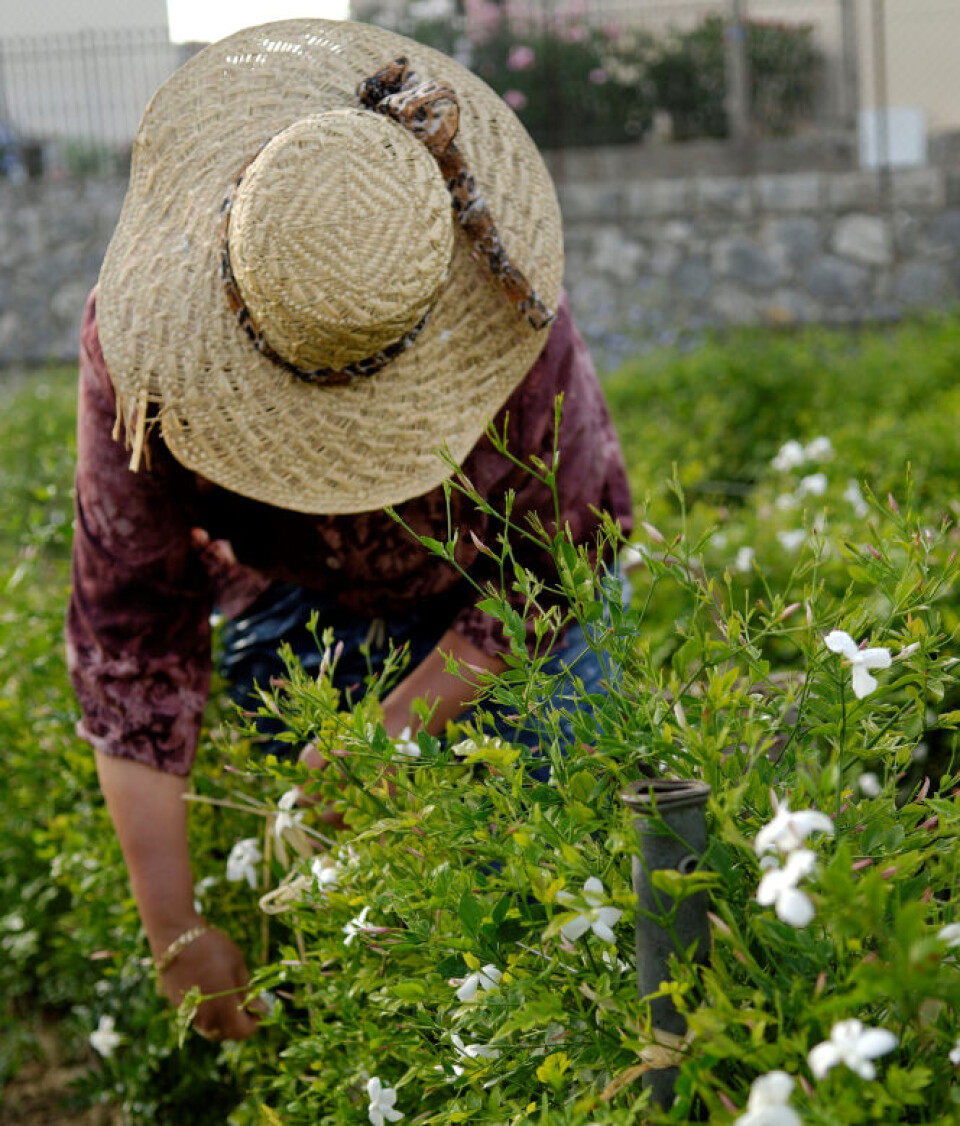 Cultivating in Grasse