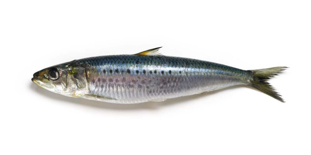 C'est la sardine qui a bouché le port de marseille