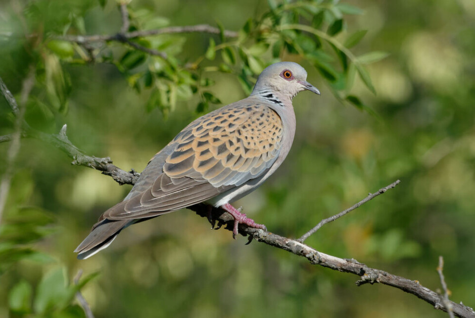 A European turtle dove (Streptopelia turtur) in the Pyrénées-Orientales, France. France bans turtle dove hunting after numbers drop by 80%