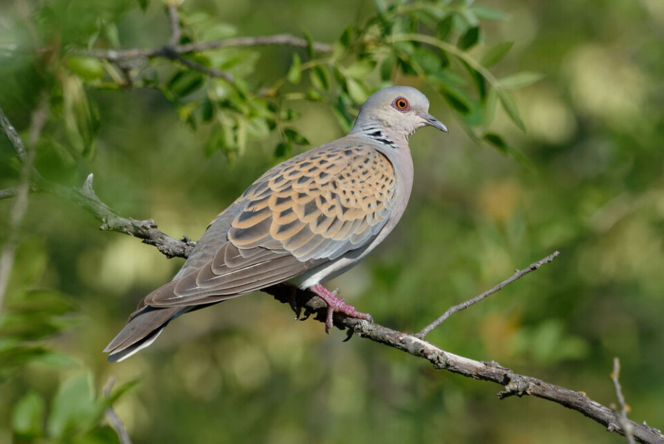 Andre LABETAA / Shutterstock A turtle dove on a branch. French hunters protest cancellation of traditional hunts