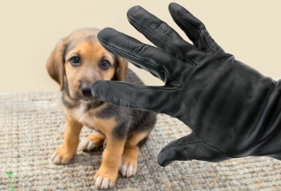 A hand in a black glove over a puppy. Dog thefts more brazen in France as prices rise for rare breeds