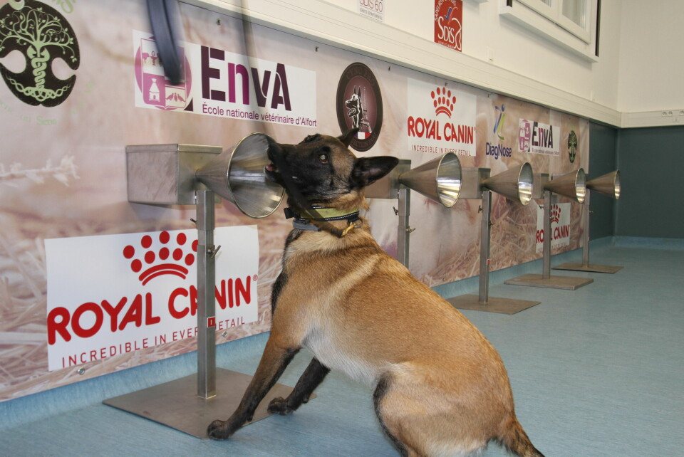 A sniffer dog learning to detect Covid-19