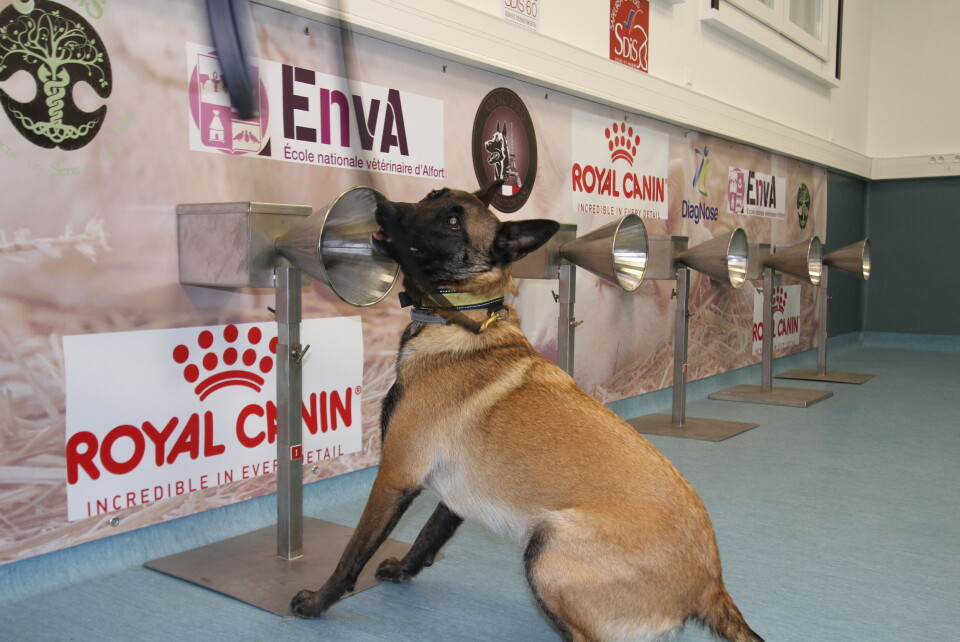 A sniffer dog learning to detect Covid-19