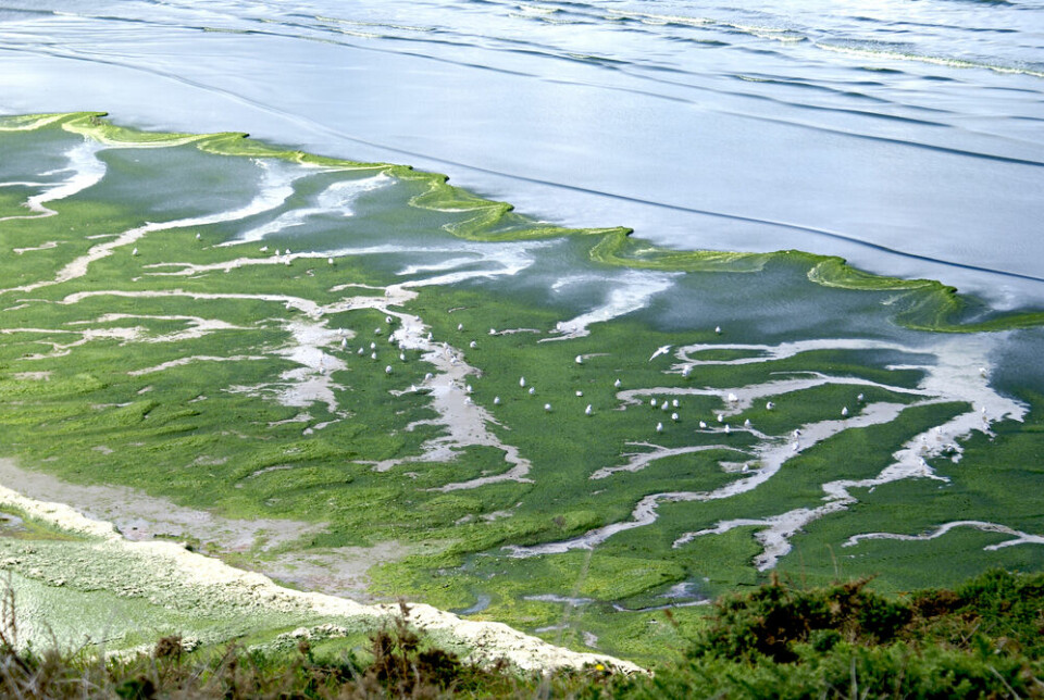 Landscape from Brittany; green algae against the shore. France ordered to take extra measures against Brittany green algae