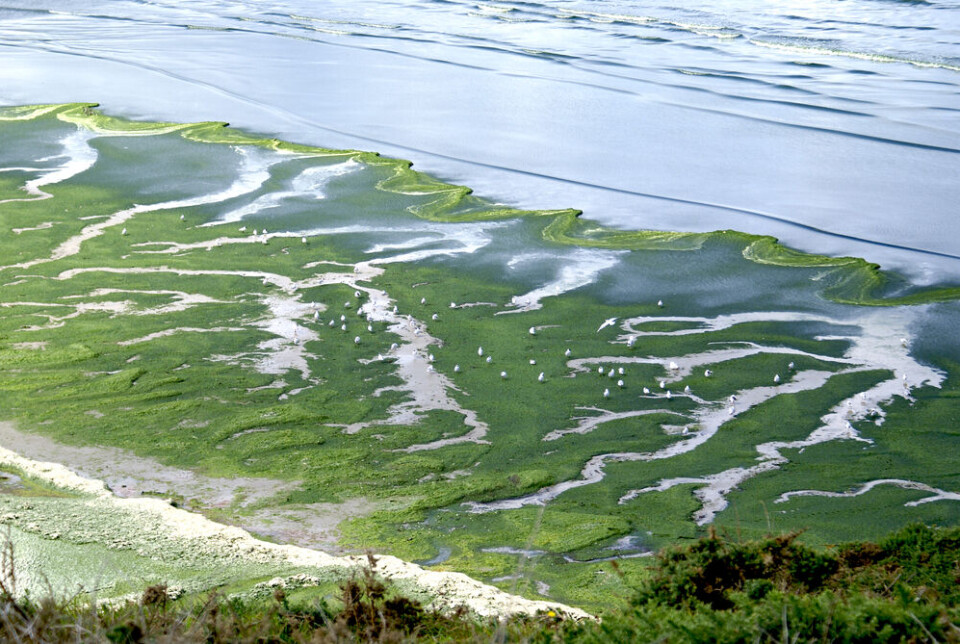 Landscape from Brittany; green algae against the shore. France ordered to take extra measures against Brittany green algae