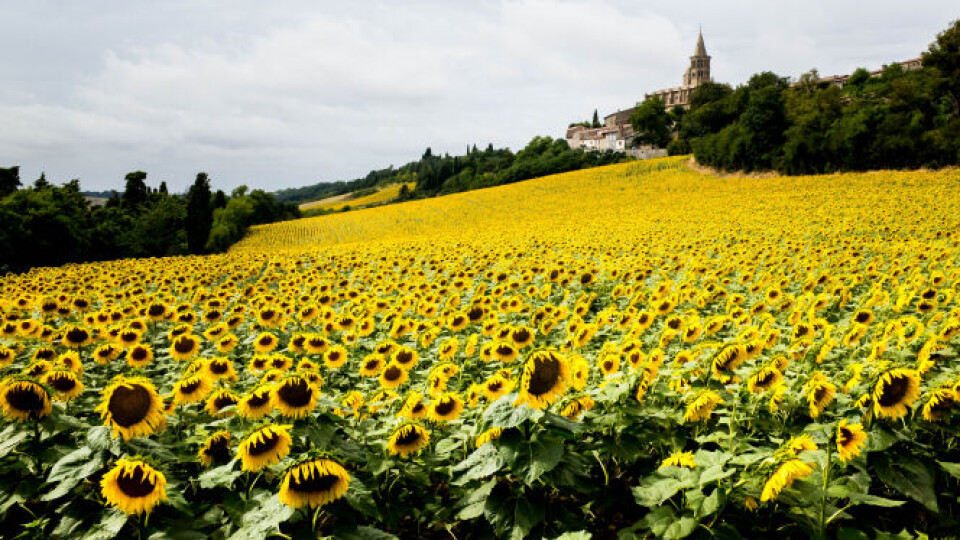 Lauragais