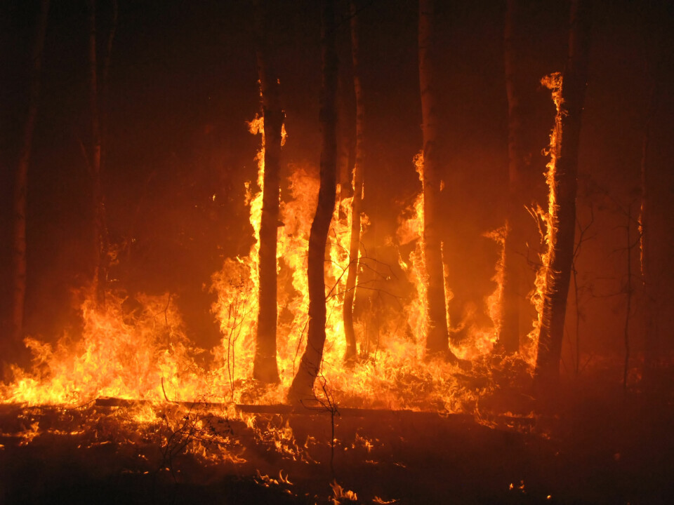 An image of a forest fire burning the trunk of a tree