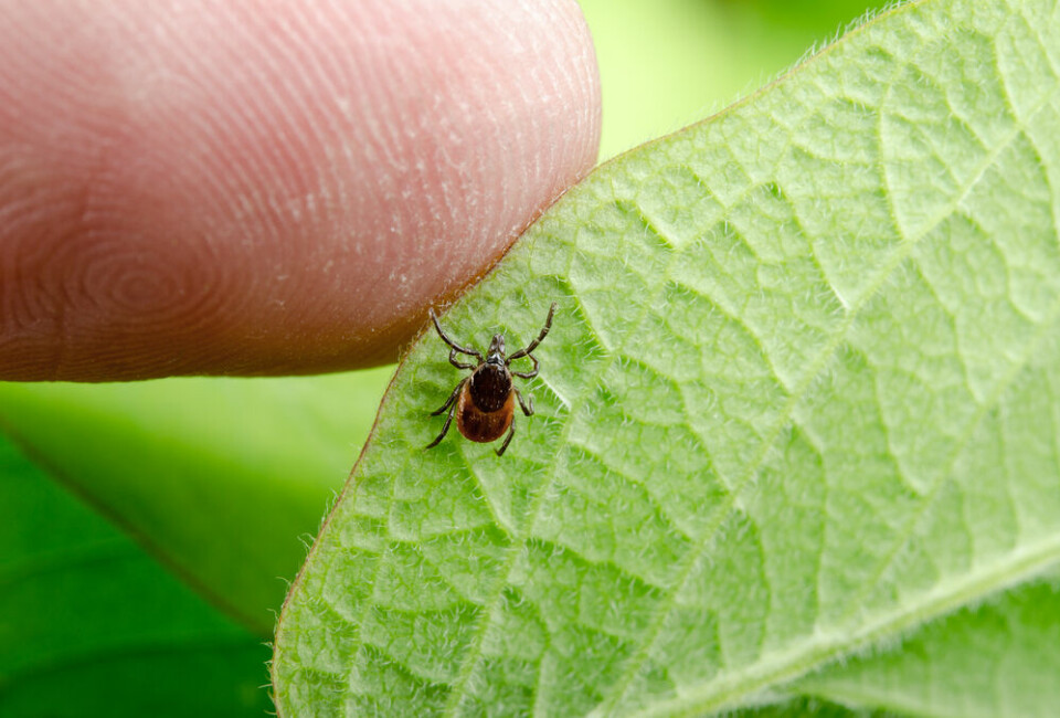 A tick on a leaf. More risk of Lyme disease from ticks in east France than in Brittany