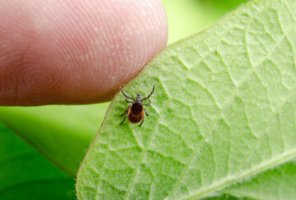 Photo Fun / Shutterstock A tick on a leaf. More risk of Lyme disease from ticks in east France than in Brittany