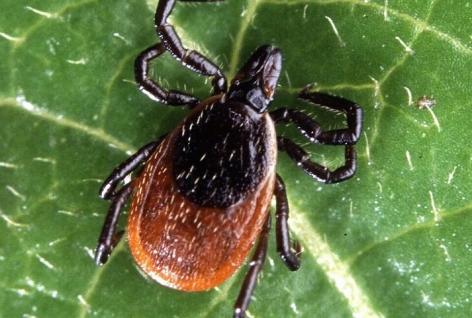 A close-up of a tick on a leaf. Where in France you are most at-risk from Lyme disease ticks