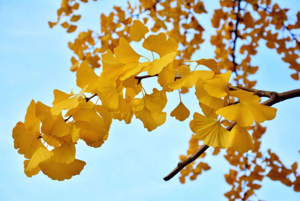 Gingko leaves