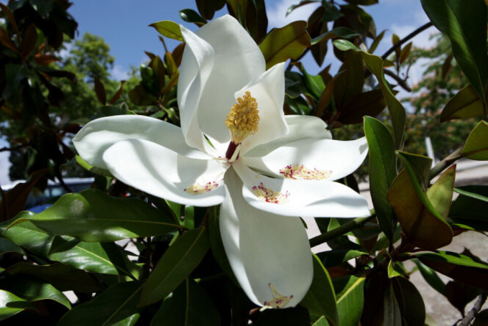 Magnolia grandiflora