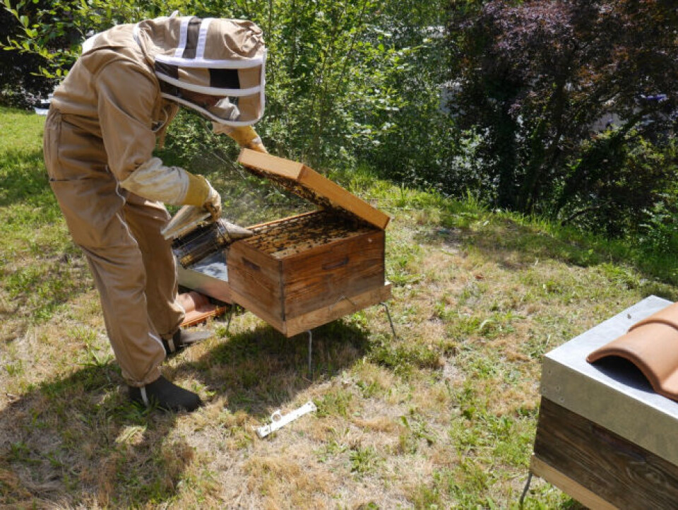 Beekeeping