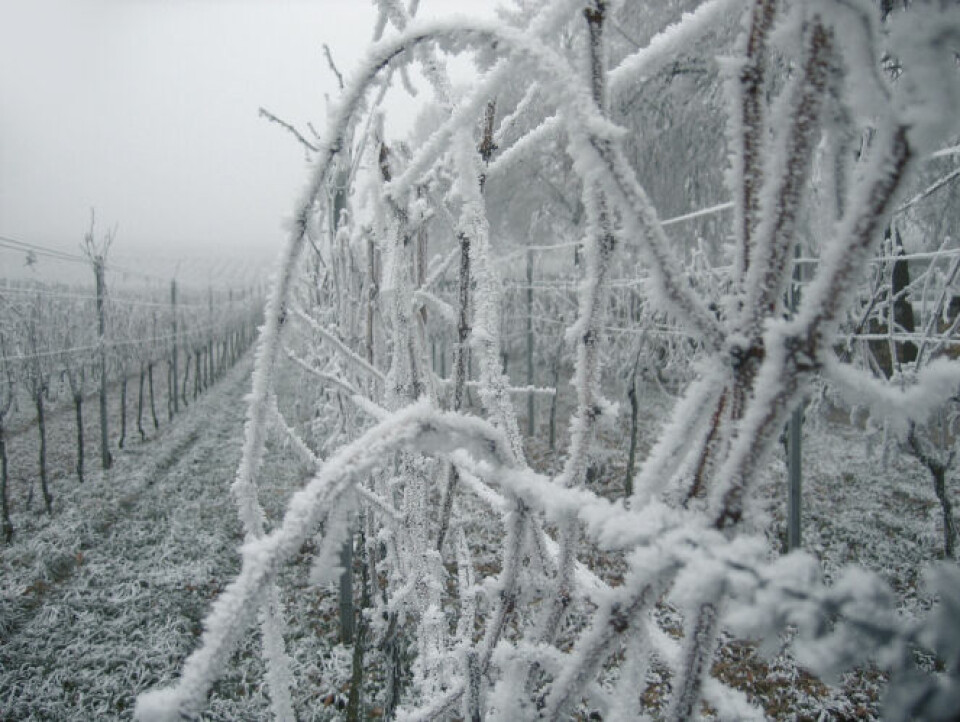 Vineyard in the frost and snow