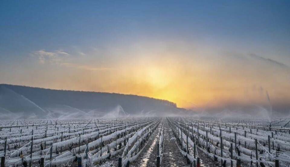 Freezing vines. France declares ‘calamité agricole’ after record cold: What is it?
