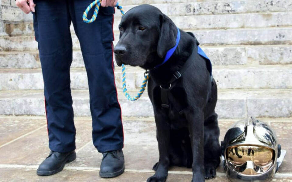 Legal support dog, Lol. French courtroom's calming Labrador is to star in a book