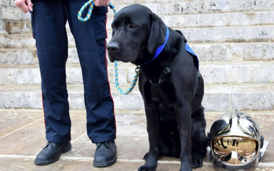 Handi’chiens Legal support dog, Lol. French courtroom's calming Labrador is to star in a book