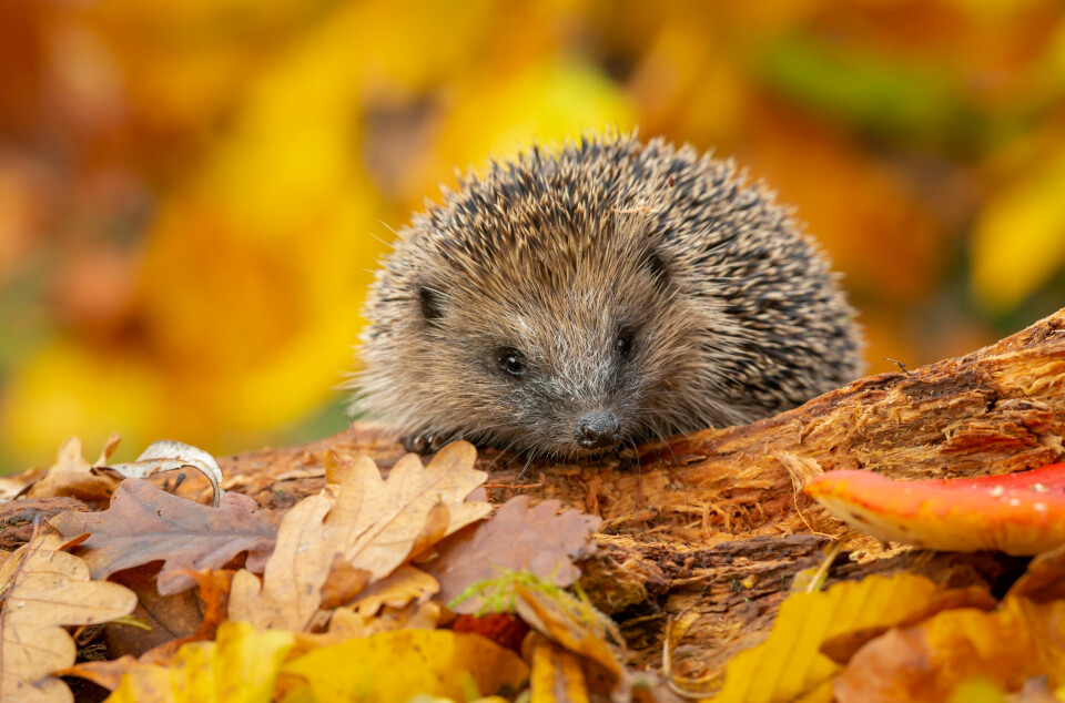 A wild hedgehog surrounded by autumnal leaves