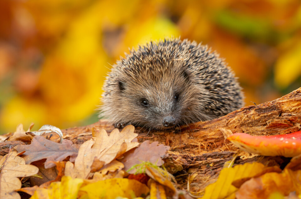 A wild hedgehog surrounded by autumnal leaves