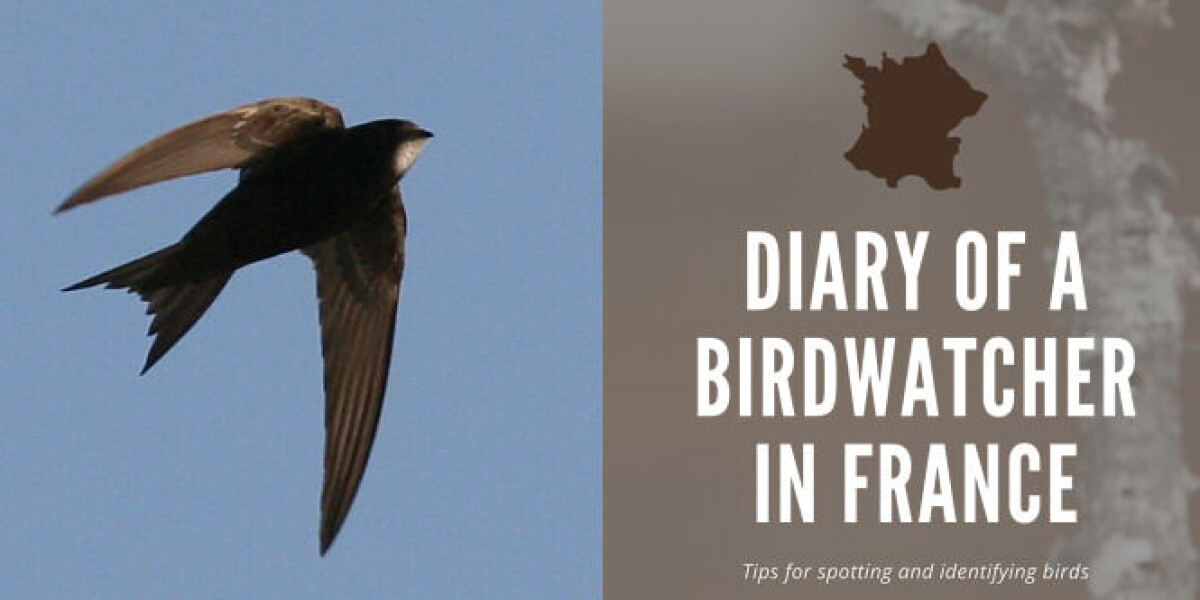 Diary of a birdwatcher in france: swifts