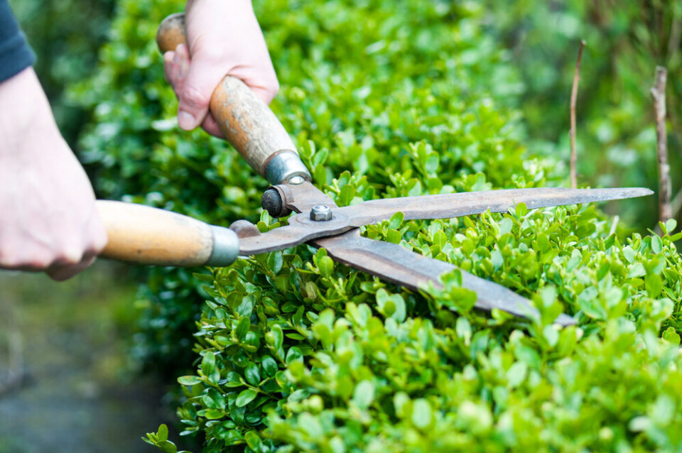 Pixavril / Shutterstock Person trimming a hedge with clippers. 20-metre hedge stolen from outside town hall in southwest France