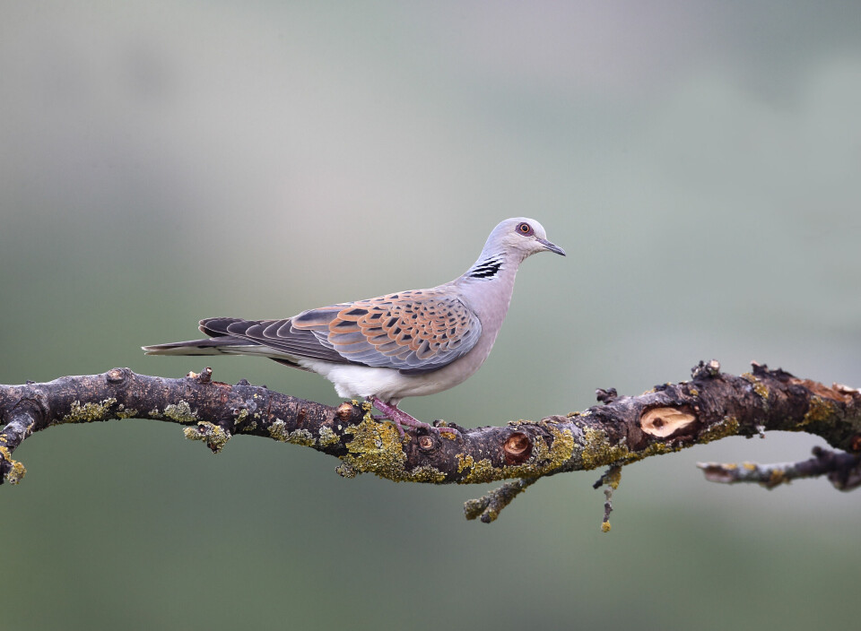 Turtle dove on a branch. France's bird population declined by 30% in 30 years, figures reveal