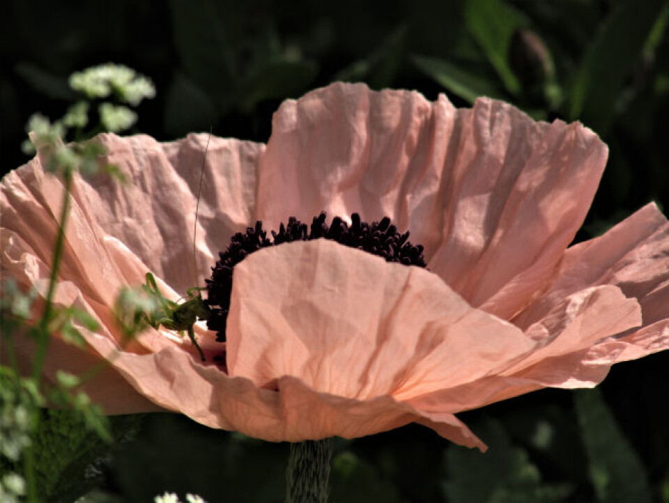 Oriental poppies